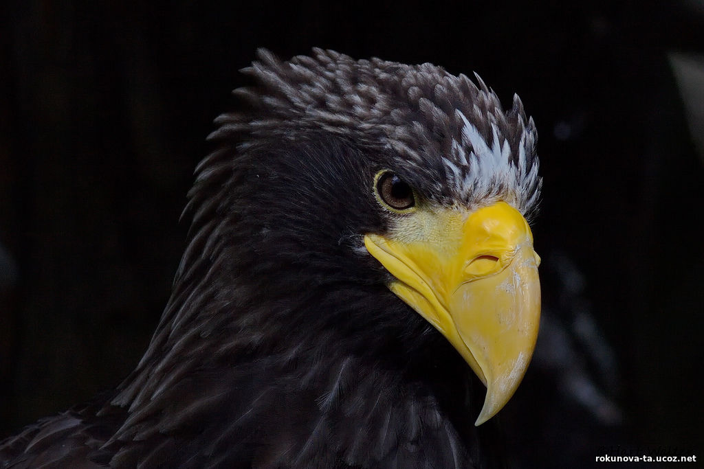 Белоплечий орлан (лат. Haliaeetus pelagicus)